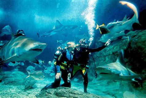 Sea Life Sydney Aquarium Challenges You To Dive ·etb