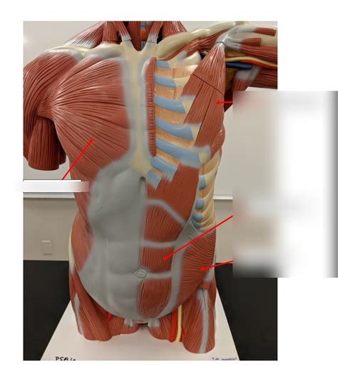 Chest Muscles Diagram Quizlet