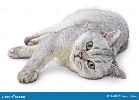 Portrait Of Light Gray British Shorthair Cat Stock Photo Image Of