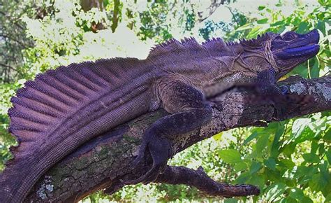 The Philippine Sailfin Dragon Hydrosaurus Pustulatus The Ultra Rare