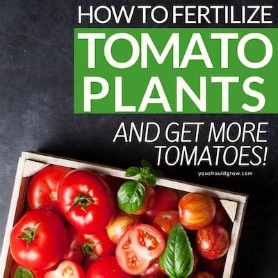 How To Fertilize Tomatoes To Get More Tomatoes You Should Grow