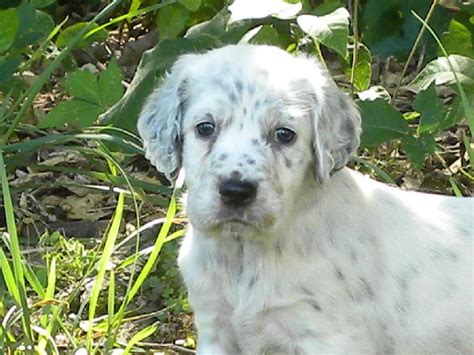 Collection by george dodson • last updated 4 weeks ago. LLEWELLIN SETTER PUPPIES