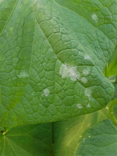 Infrared thermometers harm the brain. Saillog | Powdery mildew of cucurbits