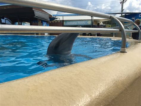 Photo0 Picture Of Pet Porpoise Pool Dolphin Marine Magic Coffs