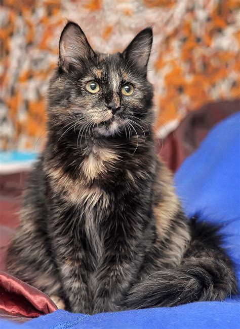 Tortoiseshell Cat Over 30 Fascinating Facts About Tortie