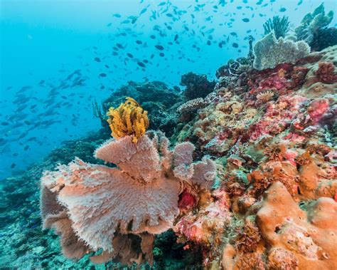 The Coral Reefs Of Papua New Guinea We Love It Wild