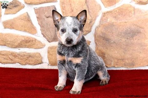 Blue Heeler Puppies For Sale Greenfield Puppies