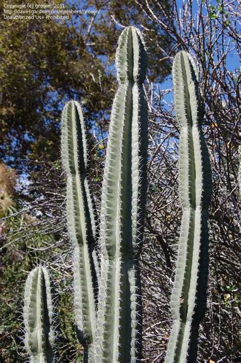 Plantfiles Pictures Cereus Species Apple Cactus Hedge Cactus