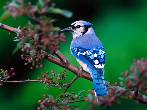 Bluebird Wallpapers Animals Town