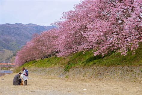 Nghe bài hát hoa đào năm trước chất lượng cao 320 kbps lossless miễn phí. Lịch ngắm hoa anh đào Nhật Bản nở rộ đẹp nhất năm 2020