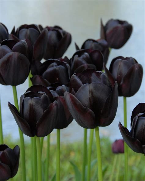 Check spelling or type a new query. Tulip Queen of Night | Tulips, Unusual flowers, Black tulips