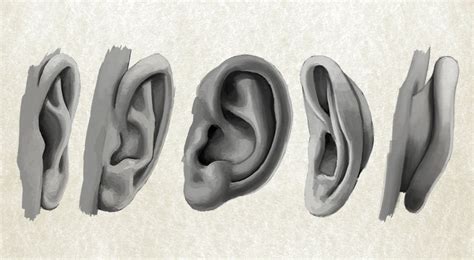 How To Draw An Ear From The Front And From The Side