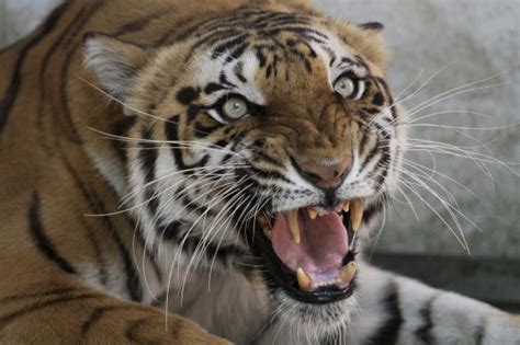 Tiger Kills Zookeeper In Attack New Straits Times
