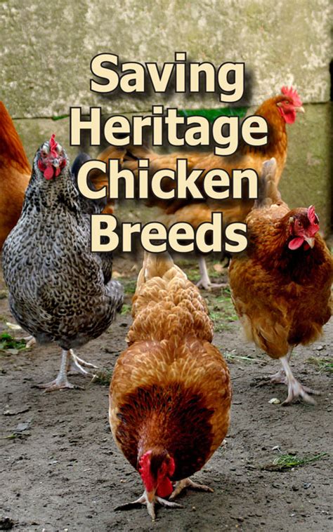 Saving Heritage Chicken Breeds Backyard Poultry