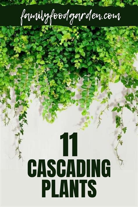 Cascading Plants Can Give A Beautiful Jungle Effect To Your Garden And