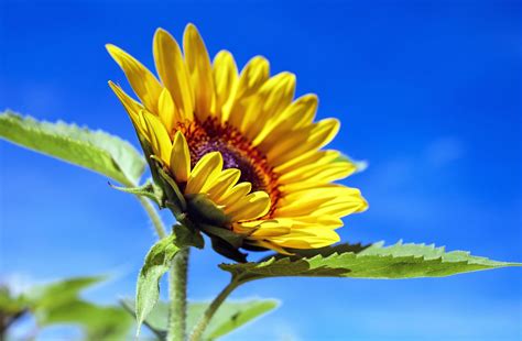 Download Nature Summer Flower Yellow Flower Sunflower 4k Ultra Hd