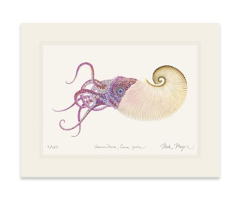Paper Nautilus Nick Mayer Art