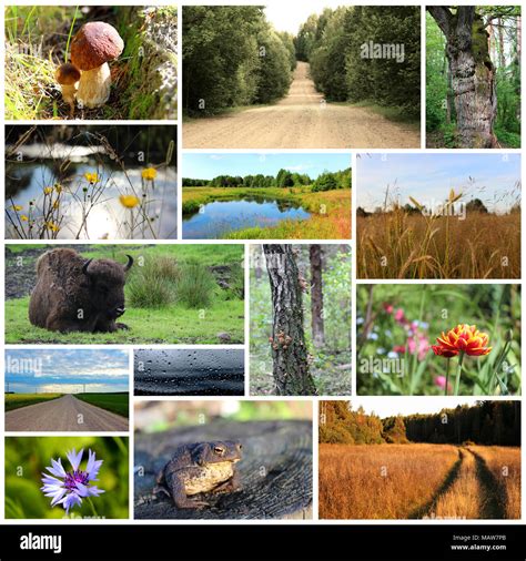 Top 100 Imagenes De Un Collage De La Naturaleza Smartindustrymx