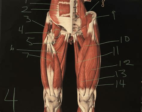 Pelvic & upper thigh anatomy. anterior muscles pelvis/ upper leg