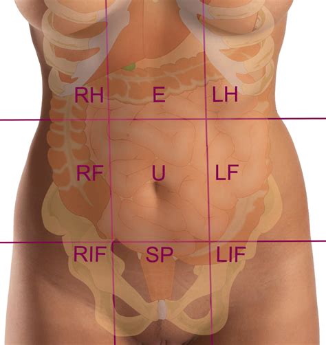 Zones Of The Abdomen Rh Right Hypochondrium E Epigastrium Lh