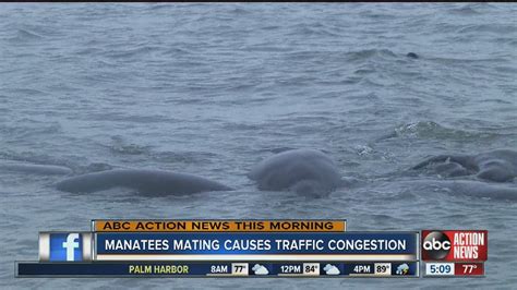 Manatees Mating Causes Traffic Congestion Youtube
