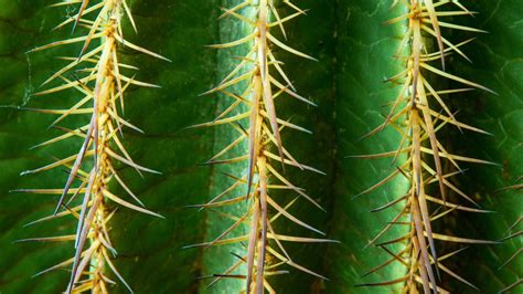 25 Lovely Hd Cactus Wallpapers
