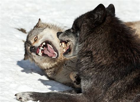 Wolf Growl Photos Stock Photos Pictures And Royalty Free Images Istock