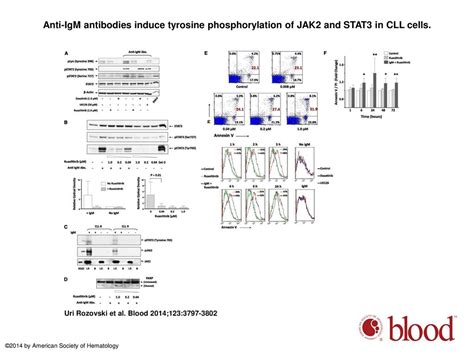 Stimulation Of The B Cell Receptor Activates The Jak2stat3 Signaling