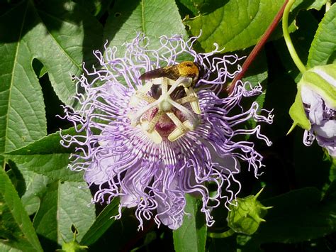 Passion Flower With Bee Norman Gates Flickr