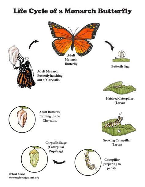 Life Cycle Of A Monarch Butterfly 4 Stages