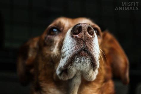 Bump On Dogs Nose 6 Reasons Why It Happens And What To Do