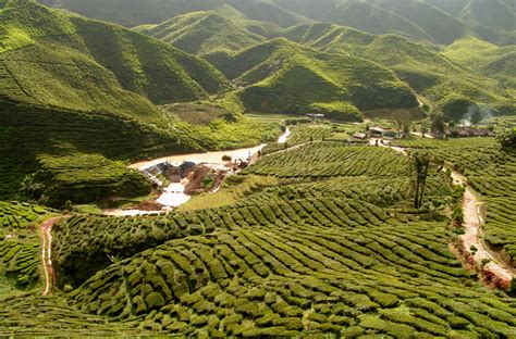 Media in category tea plantations in cameron highlands. Malaysia - tea plantations in Cameron Highlands 04