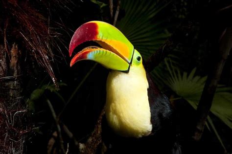 Belize National Bird Keel Billed Toucan In 2022 National Animal