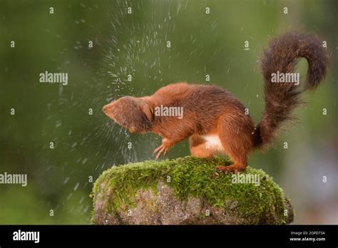 Red Squirrel Shaking Out Water During Rain Stock Photo Alamy
