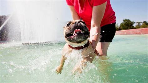 French bulldog loves the swimming pool. Batpig and Me: the life, times and adventures of a batpig ...