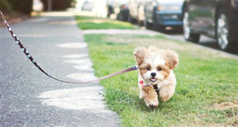 How Often Should I Walk My Puppy Bechewy