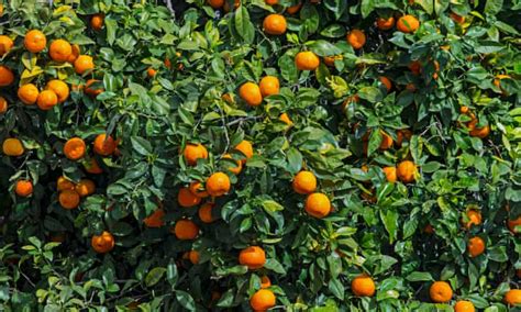 Orange Tree Leaves For A Taste Of The Tropics Gardening Advice The