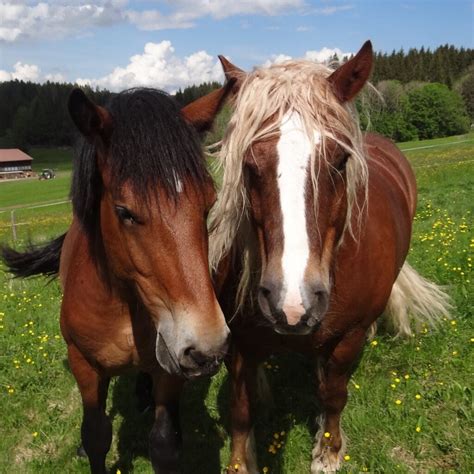 Long Haired Horses Breeds 5 Horse Breeds That Have Unique Manes