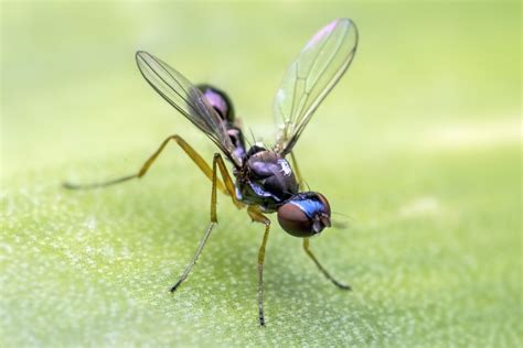 Images Gratuites Aile Vert Insecte Faune Invertébré Fermer