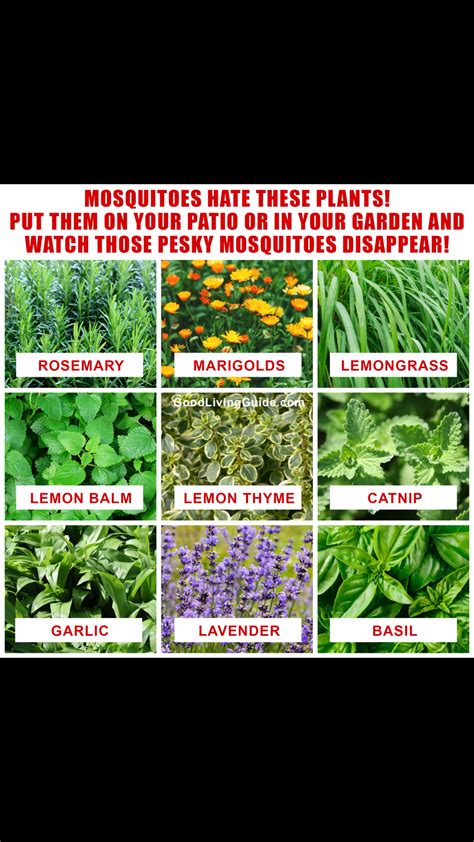 Plants To Ward Off Mosquitoes Natural Mosquito Repellant Mosquito
