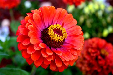 Growing Zinnia Flowers Easy Plants For Your Landscape And Containers