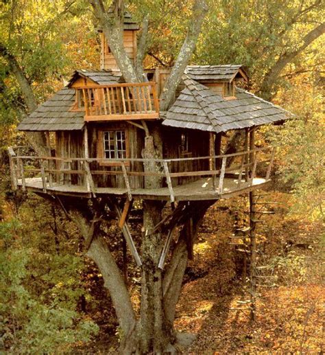 Tree House Nice Cool Tree Houses Small Houses Tree House Designs In