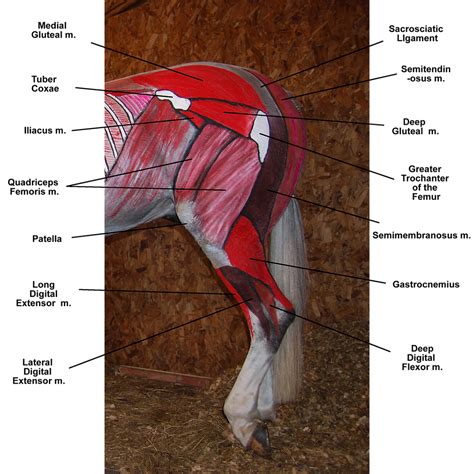Training Your Horse From The Anatomical Perspective Part 2 Engagement