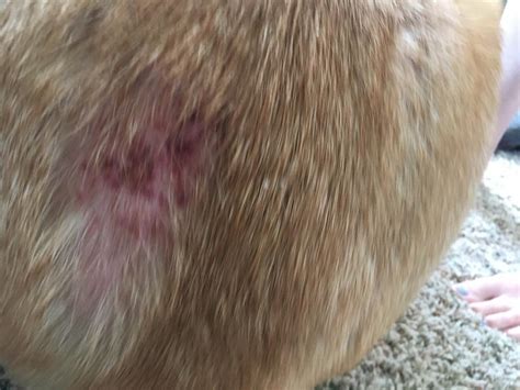 My Dog Has Been Scratching To The Point Where His Skin Is Raw Bleeding