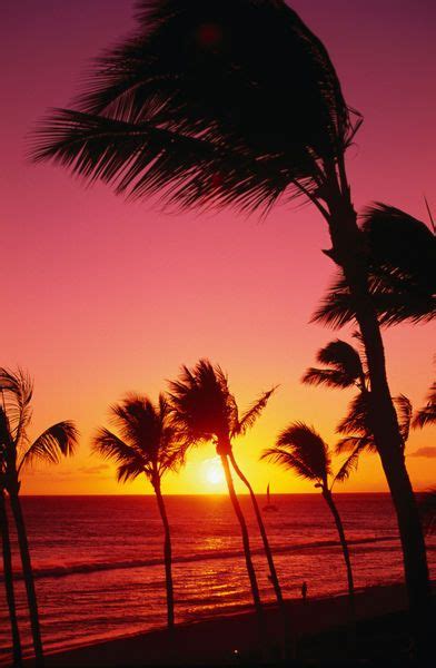 Palm Trees Silhouetted At Sunset On Kaanapali Beach Photography Art
