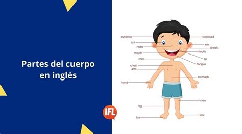 Partes Del Cuerpo Humano En Inglés Ifl Idiomas