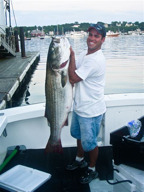 Monster Striped Bass Fishing Archives Fishing Charters Gloucester Ma