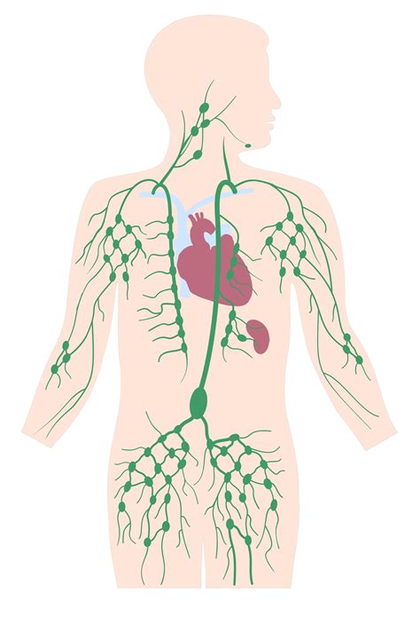 Lymphatic System Lymphatic Drainage Massage Lymphatic Drainage