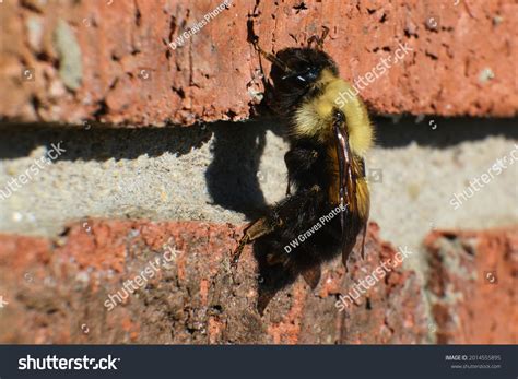 13 Half Black Bumble Bee Images Stock Photos And Vectors Shutterstock