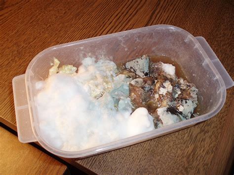 As the bread rots, the mold grows. Gross Moldy Foods - Gallery | eBaum's World